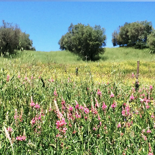 Olives and field