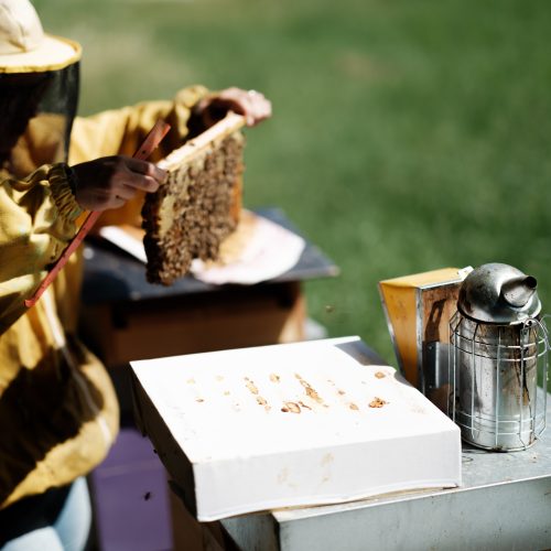 Beekeeping